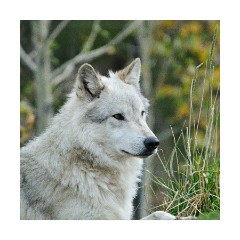 Wolf at the Discovery Centre