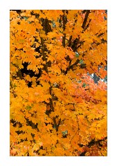 Autumn Colour in California