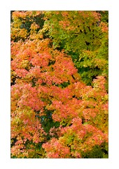 Autumn Colour in Nevada