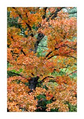 Autumn Colour