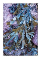Seaweed on the beach at Polbain 2