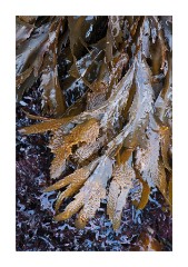 Seaweed on the beach at Polbain