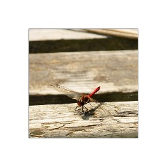 Common Darter