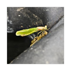 Emerging Damselfly 2