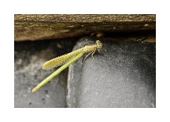 Emerging Damselfly 3