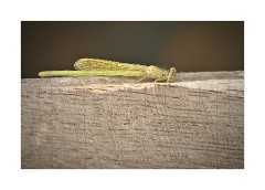 Wicken Fen August 2010