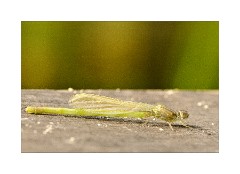 Emerging Damselfly