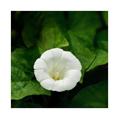 Hedge Bindweed