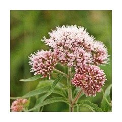 Hemp-agrimony