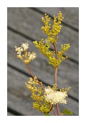 Meadowsweet against the boardwalks