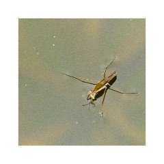 Pond Skater