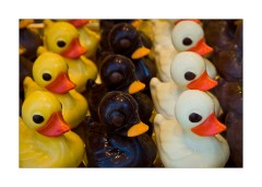 Ducks in Chocolate - Bruges