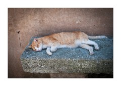 A Goult Sleeping Cat