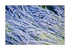 Bunches of Lavender for Sale in Gordes