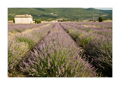 A Row of Lavender - Sault