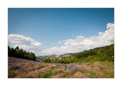 Aurel across the Lavender Fields