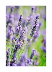 Close up of Lavender