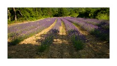 Fields and Shadows - Sault