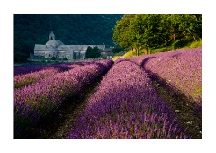 Just before the Light hits the Abbey of Senanque
