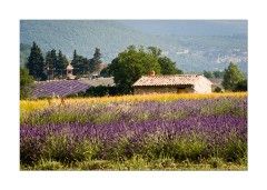 Local Buildings in the Lavender Area - Sault