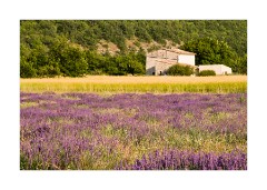 Purple and Yellow near Aurel