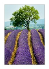 Rows of Lavender - Sault