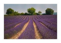 02 Lavender Fields