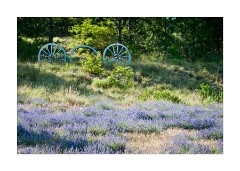 Wheels and Lavender near Aurel