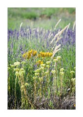 Wild Flowers in the Lavender