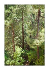 Trees in the Holm Oak Valley