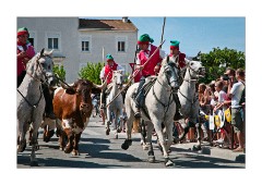 The Bulls travelling through town