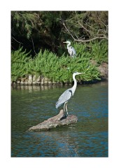 A Pair of Herons