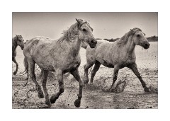 A Race in the shallow Water