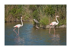 Flamingos and Grey Heron