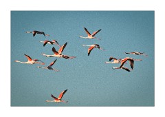 Flamingos off for the Night