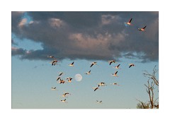 Flight of the Flamingos