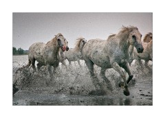 We will soon not be White Horses