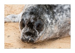 Seal Pup close up