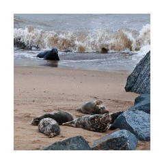 Seals on Horsey Beach