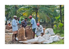 Rice from the Field being Packed