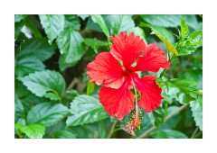 Hibiscus