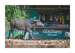Tied up near the Shop