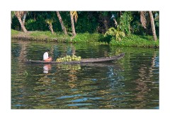 Taking the Coconuts to Market