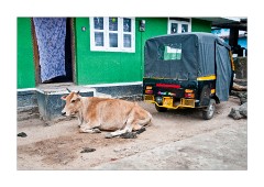 A Cow and Taxi