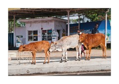 Cows in the Centre of the Road