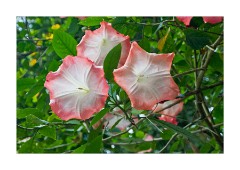 Huge Datura Flowers