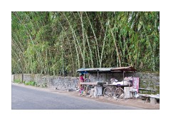 Stall under the Large Bamboo