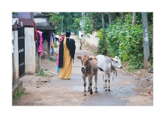 Typical Street Scene