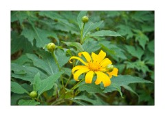 Flowers at Periyar Mountain Valley View Gardens