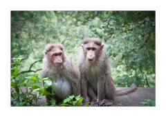 Monkeys at the Roadside